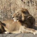 A lion in North Cameroon