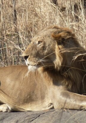 A lion in North Cameroon