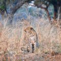 Luangwa Leopard