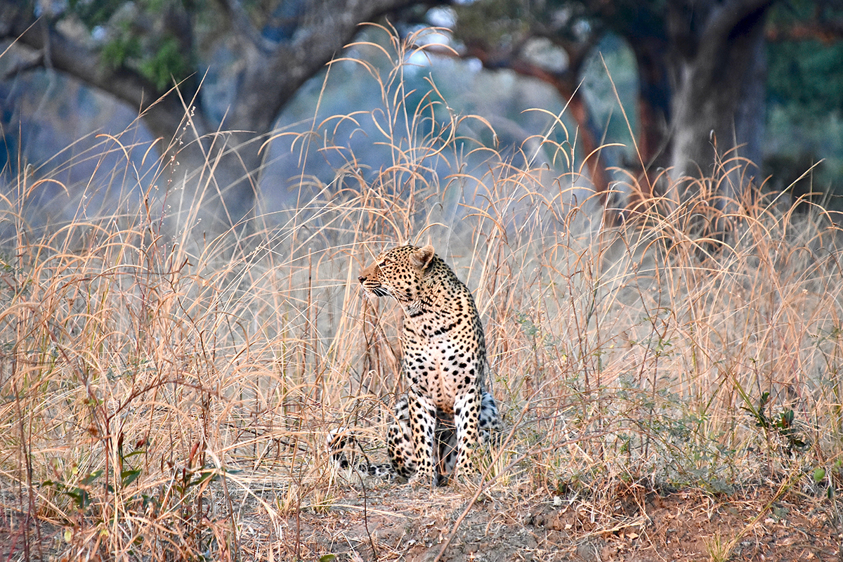 Luangwa Leopard