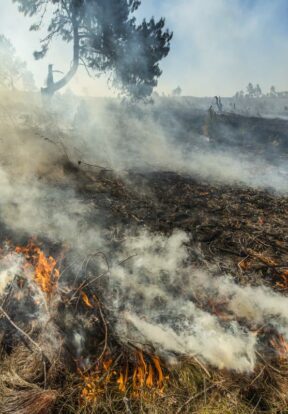 Deforestation in Madagascar