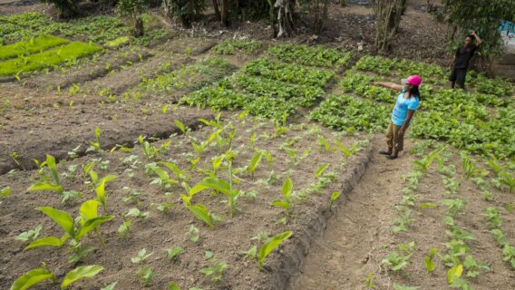 Livihoods programme in Madagascar, Association Fanamby