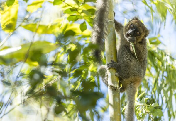 Greater Bamboo Lemur