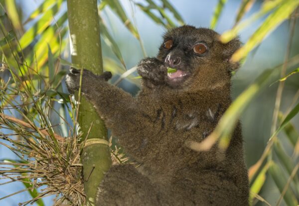 Greater Bamboo Lemur