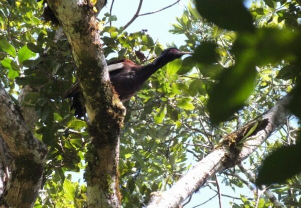 Madagascar Crested Ibis