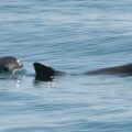 Dolphins in the water