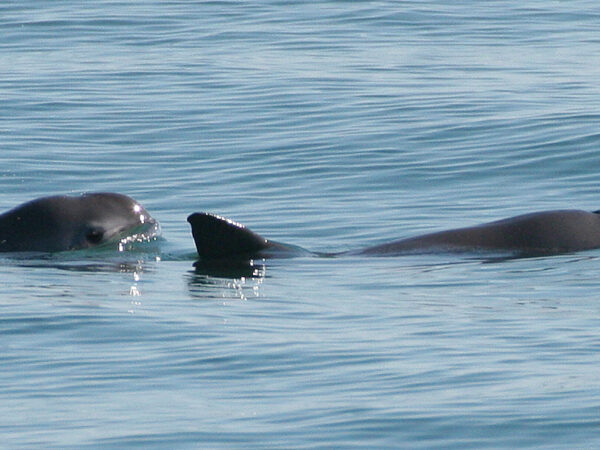 Dolphins in the water