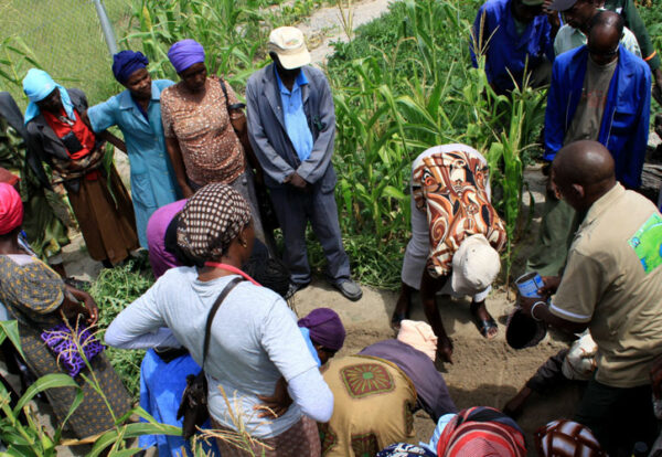 Without planning or deterrents, a community maize plot remains vulnerable to passing browsers