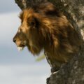 Male lion in tree