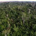 Manombo Forest Madagascar