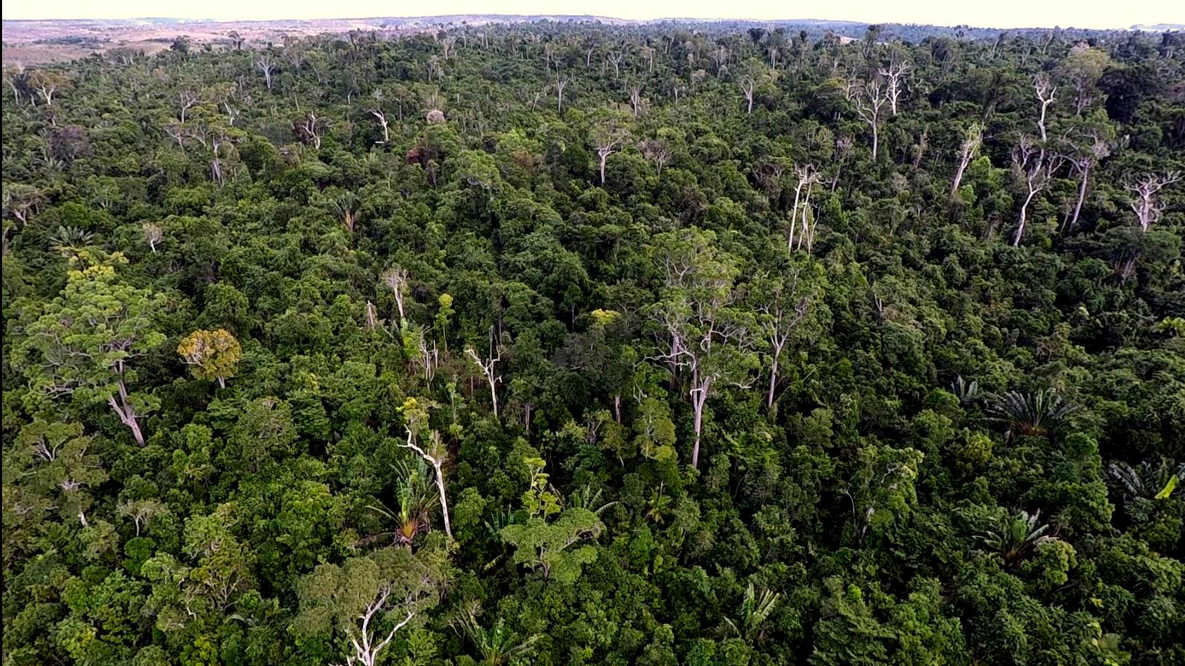 Manombo Forest Madagascar