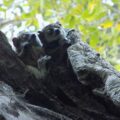 Baby Northern Sportive Lemur and her mother