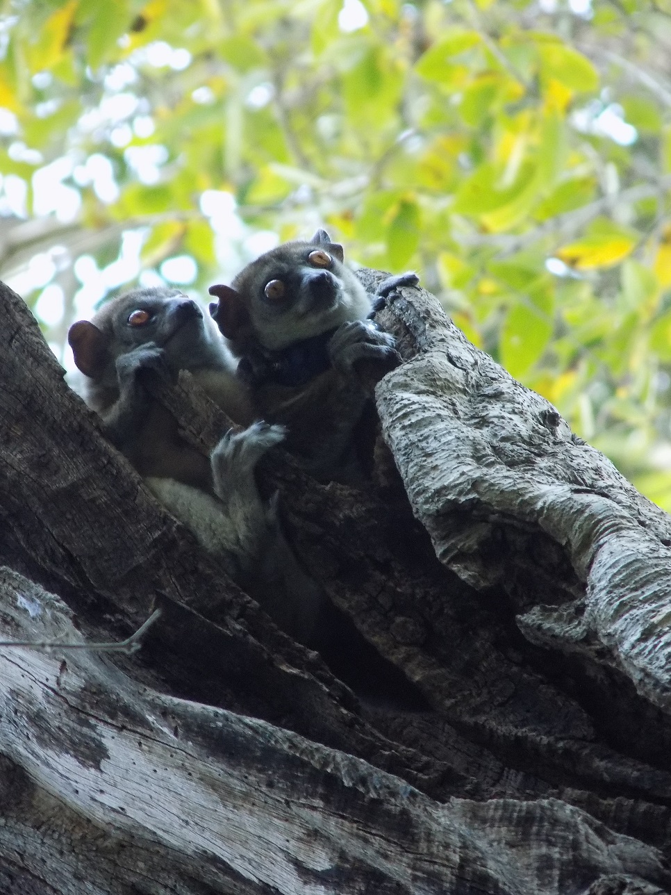 Baby Northern Sportive Lemur and her mother