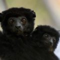 Perrier’s Sifaka (Propithecus perrieri) Critically Endangered