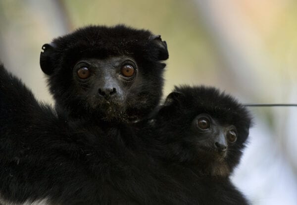 Perrier’s Sifaka (Propithecus perrieri) Critically Endangered