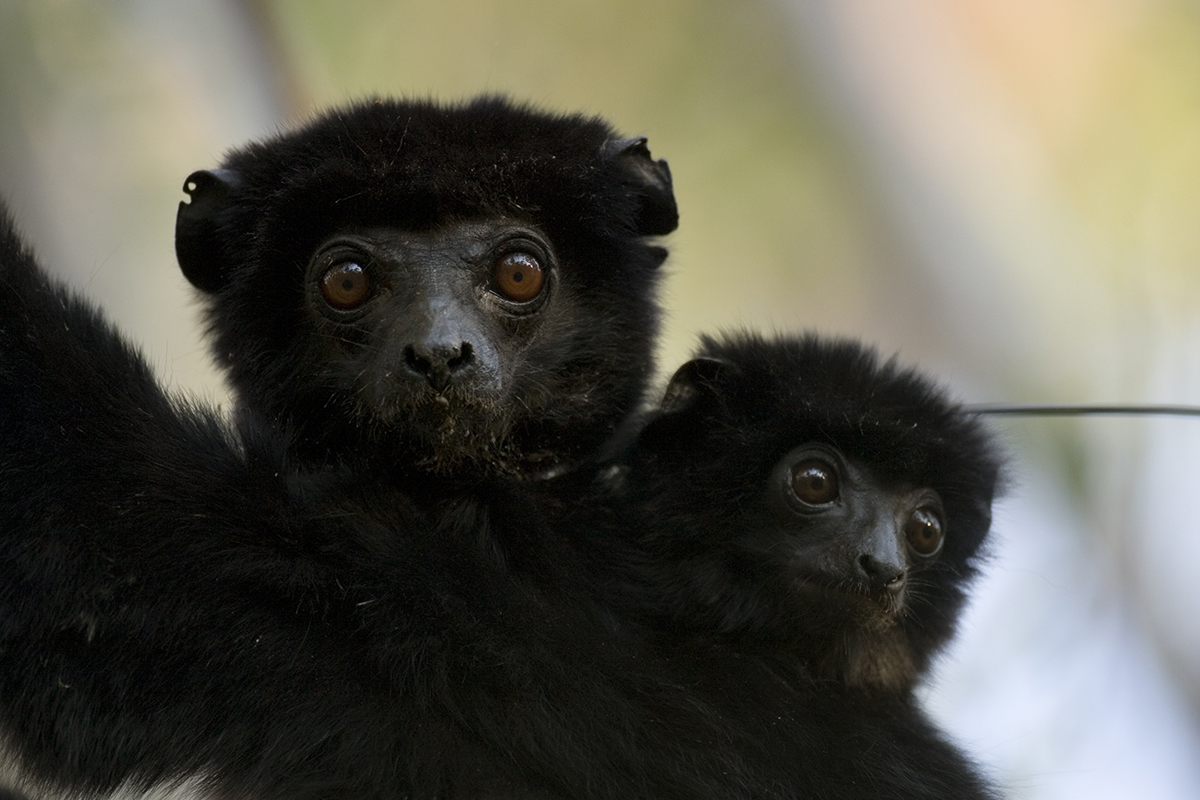 Perrier’s Sifaka (Propithecus perrieri) Critically Endangered