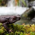 Protecting and restoring key sites for globally threatened amphibians