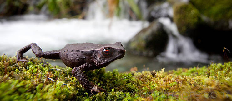 Protecting and restoring key sites for globally threatened amphibians