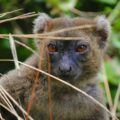 Non-collared Greater Bamboo Lemur