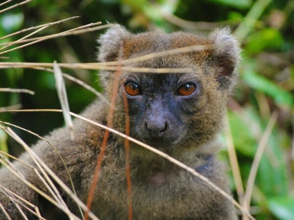 Non-collared Greater Bamboo Lemur