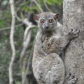 Northern Sportive Lemur in Montagne des Francais