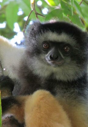 P. Diadema lemur