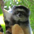 Propithecus diadema in Betampona Reserve