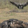 Conserving South Asia's Critically Endangered Vultures