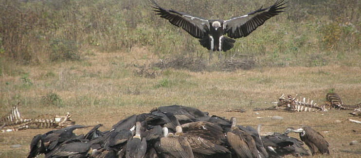 Conserving South Asia's Critically Endangered Vultures