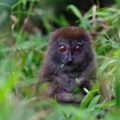 Rusty-gray Lesser Bamboo Lemur eats a leaf