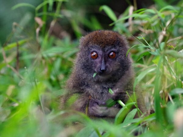 Rusty-gray Lesser Bamboo Lemur eats a leaf