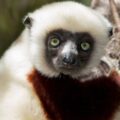 Coquerel’s Sifaka in the wild