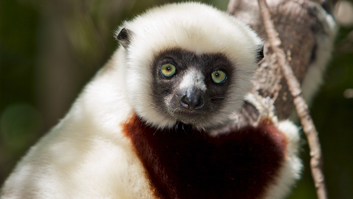 Coquerel’s Sifaka in the wild