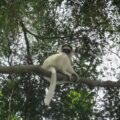 Propithecus Verreauxi on a tree