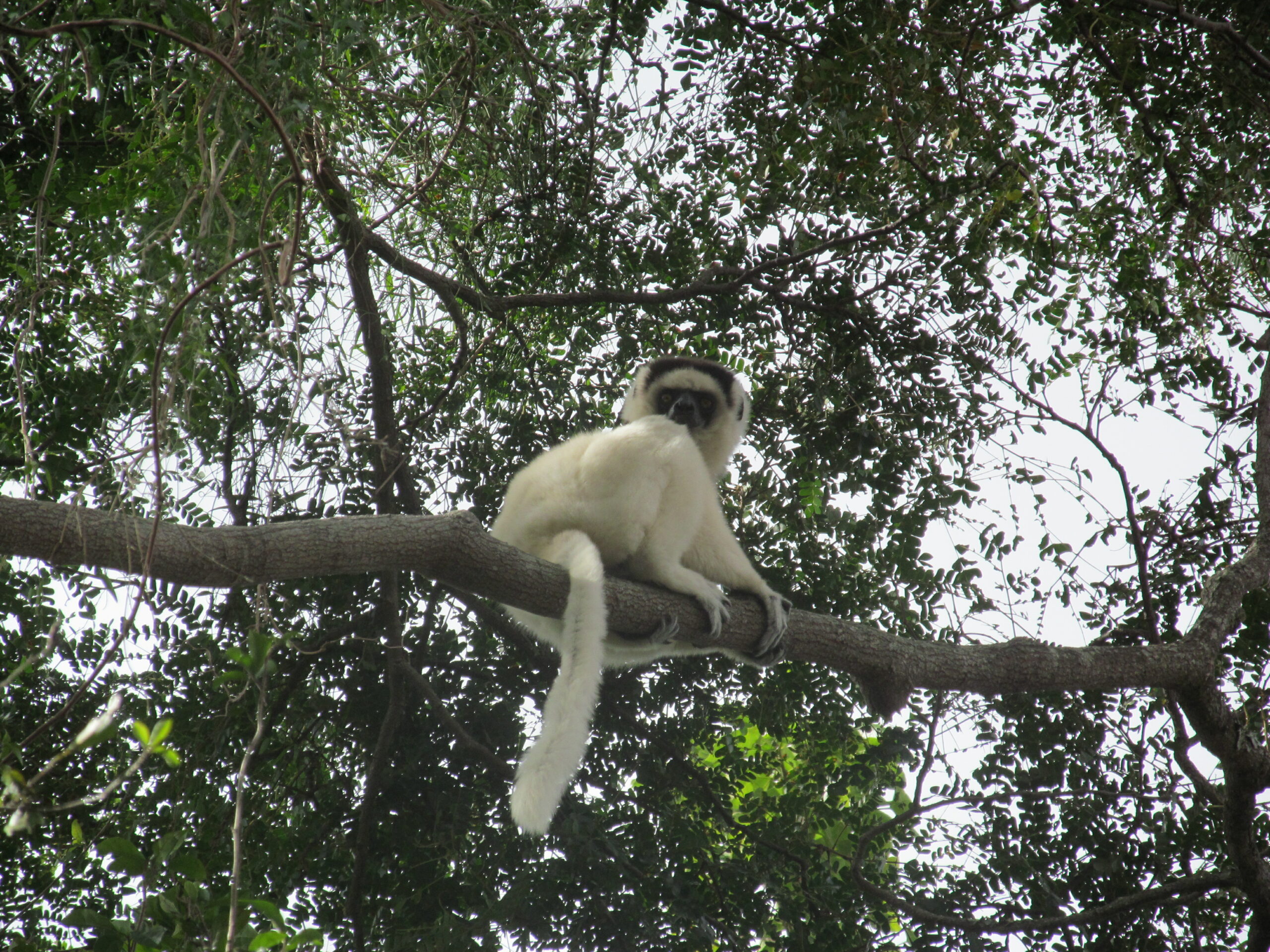 Propithecus Verreauxi on a tree