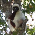 Verreaux's Sifaka in the Bongolava Forest Corridor