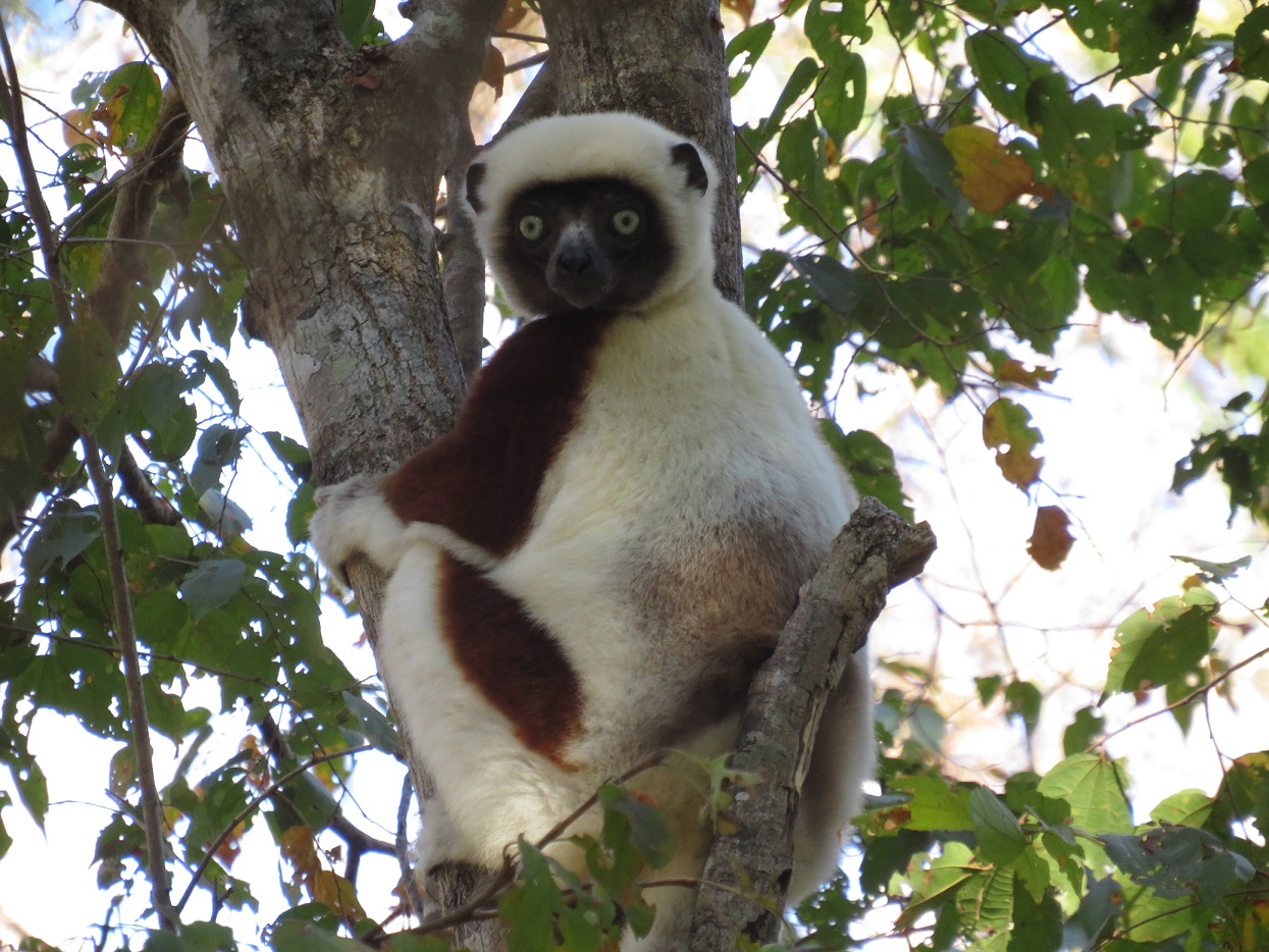 Verreaux's Sifaka in the Bongolava Forest Corridor