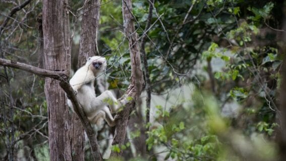 Silky Sifaka sitting in tree