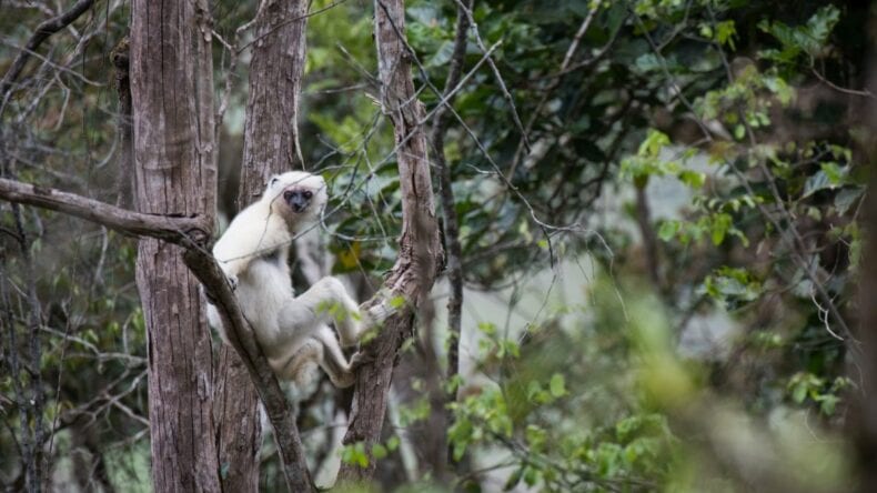 How Traditional Knowledge of Forests is Helping to Save Lemurs 1 Silky Sifaka sitting in tree