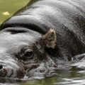 EDGE of existence: securing a future for the endangered Pygmy Hippo