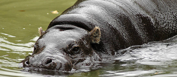 Implementing the first Liberian national action for the Endangered Pygmy Hippo