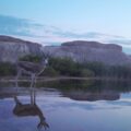 Goitered Gazelle standing in a lake