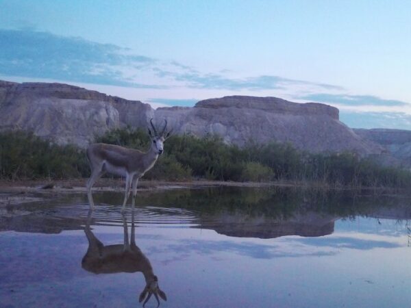 Goitered Gazelle standing in a lake