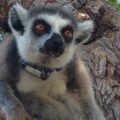 Collared Ring-tailed Lemur in tree