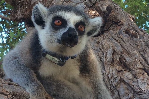 Collared Ring-tailed Lemur in tree