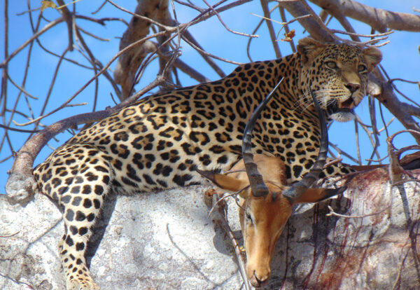 Leopard and kill sighted in a tree