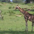 Rescued snared Giraffe