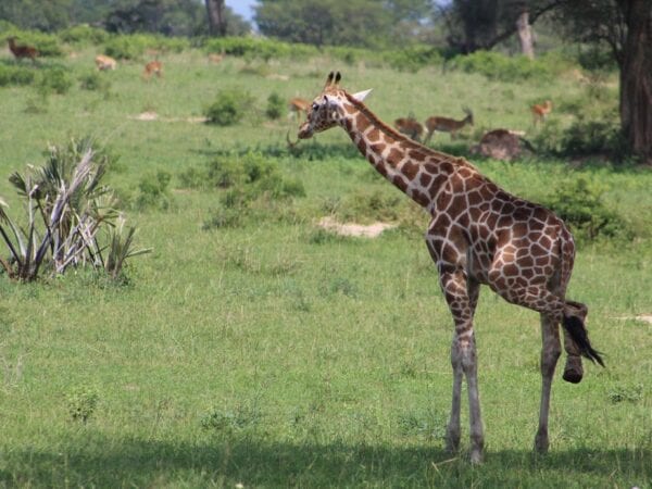 Conserving Wildlife by Empowering Local Communities 2 Rescued snared Giraffe