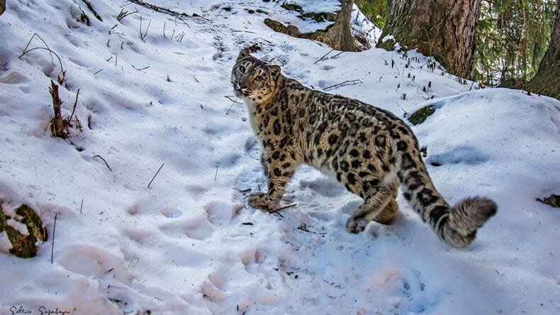 Saving the Threatened Snow Leopard in Central Asia 1 Bowl of sandokry