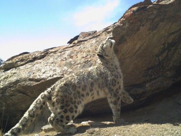 Snow Leopard